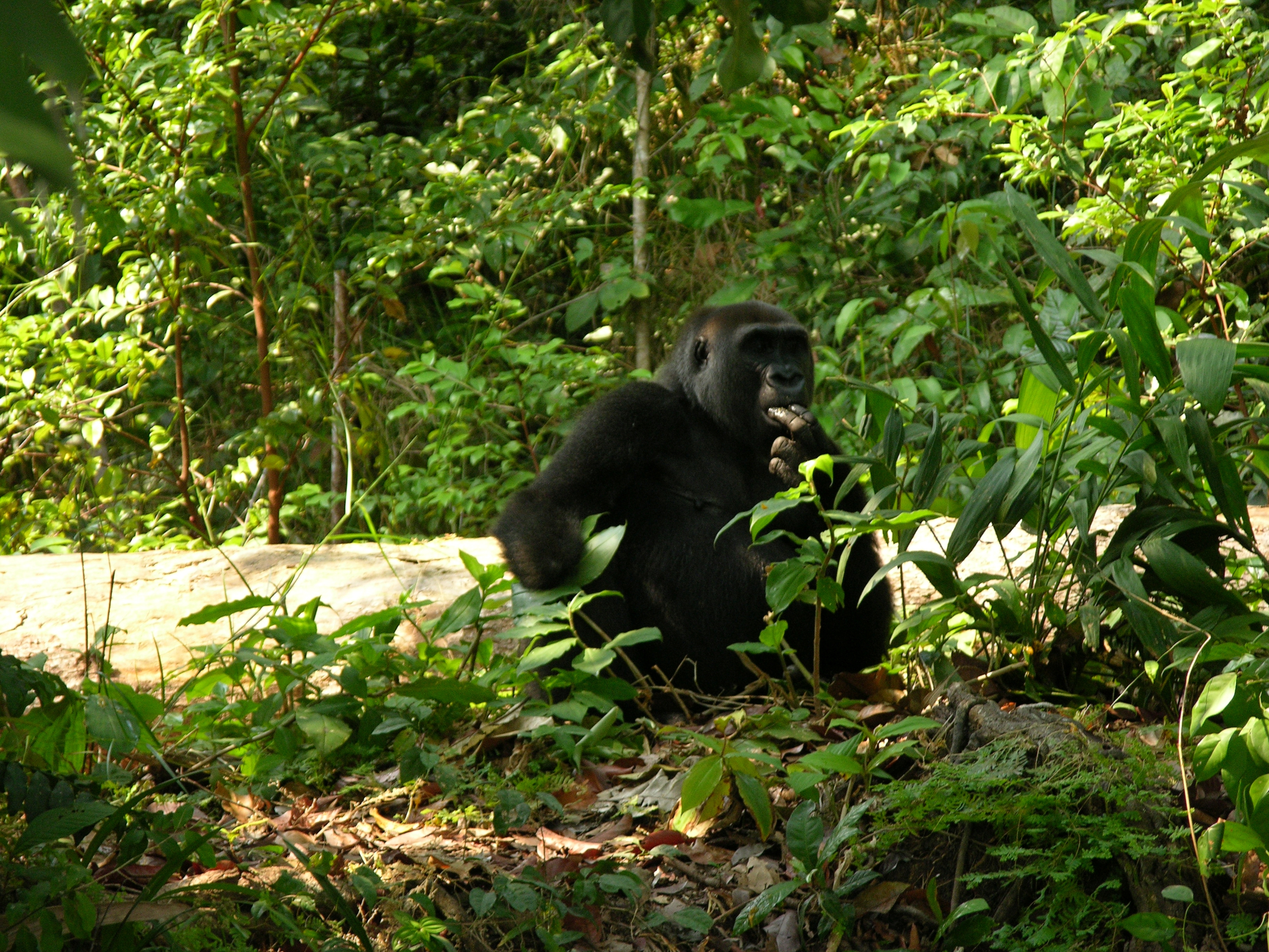A one-handed female western lowland gorilla sat on a fallen tree in a forested area. A one-handed female western lowland gorilla sat on a fallen tree in a forested area.